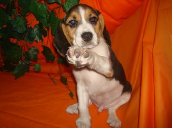 **VENDIDO**  Beagle macho 1947
