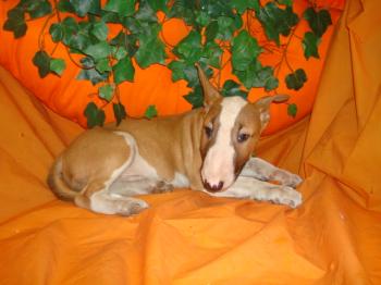 ** VENDIDO ** Bull Terrier - M - 0557