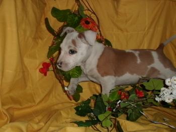 ** VENDIDO**  Cachorros Staffordshire Bull Terrier