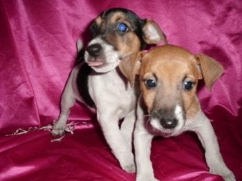 **VENDIDO**Cachorros Jack russell