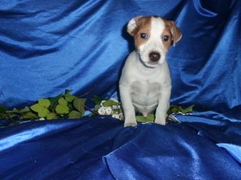 ** VENDIDO**Cachorros Jack Russell
