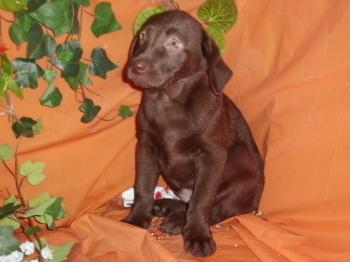 ** VENDIDO**Labrador retriever hembra - 0833 - chocolate
