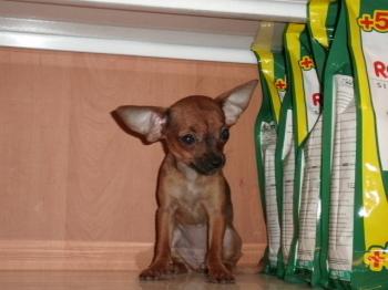 ** VENDIDO**  Chihuahua cachorro en venta, pelo corto HEMBRA - 8538