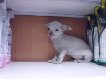 **VENDIDO ** Chihuahua, macho blanco ref. 6728