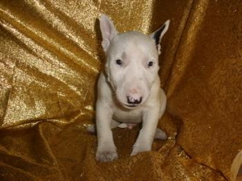 ** VENDIDO**  Bull Terrier en venta, Macho ref. 1320