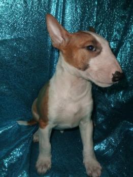 ** VENDIDO**  Bull Terrier en venta, 2993 Macho