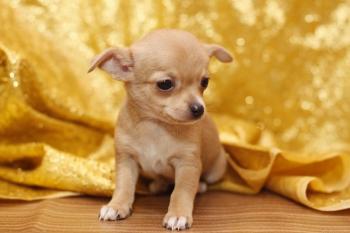 ** VENDIDA**  Chihuahua cachorro en venta, pelo corto, 3722 HEMBRA