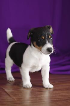 **  VENDIDO**  Jack Russel Terrier - Tricolor - Macho - 1256502