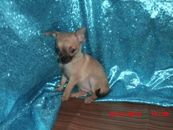 **VENDIDO**  Chihuahua -hembra -  marron - 1256257