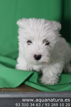 **VENDIDO** West Highland Terrier - Blanco - Hembra - 1254786