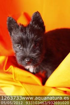 **VENDIDO** Scottish Terrier - Negro - Hembra - 1263733 - 05.05.12