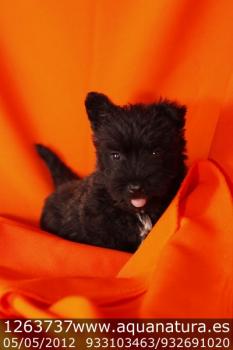 **VENDIDO** Scottish Terrier - Negro - Macho - 1263737 - 05.05.12