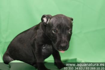 **  VENDIDO**  Staffordshire Bull Terrier - Negro - Macho - 1263980 - 07.05.2012