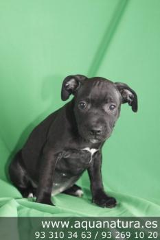 **  VENDIDO**  Staffordshire Bull Terrier - Negro - Macho - 1267715 - 07.05.2012