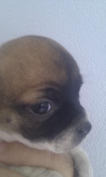 ** VENDIDO**  Chihuahua Pelo Corto - bicolor - hembra hija de Max y Pit
