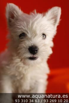 **VENDIDO** West Highland Terrier - Blanco - Hembra - 1267735