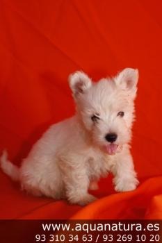 **VENDIDO** West Highland Terrier - Blanco - Macho - 1267737