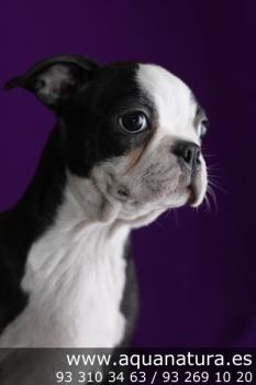 ** VENDIDO** Boston Terrier - NegroBlanco - Macho - 1264860 - 08.06.2012