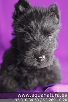 **VENDIDO** Scottish Terrier - Negro - Macho - 1265319 - 01.07.2012