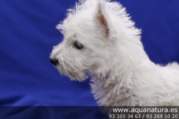 **VENDIDO** West Highland Terrier - Blanco - Hembra - 1264456 - 08.07.2012