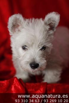 **VENDIDO** West Highland Terrier - Blanco - Macho - 1435967