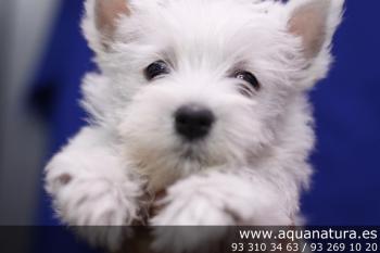 **VENDIDO** West Highland Terrier - Blanco - Hembra - 1591621 - 19.09.2012