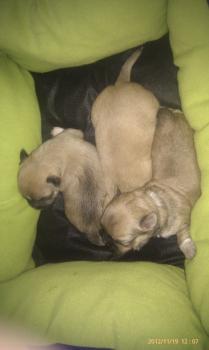 ** VENDIDO**  Camada de Chihuahuas de LUA y PITU 11-11-2012