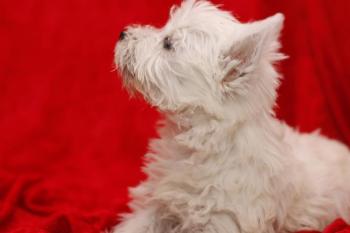 **VENDIDO** West Highland Terrier - Blanco - Hembra - 1593569