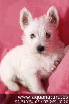 **  VENDIDO**  West Highland Terrier - Macho - Blanco - 1830728