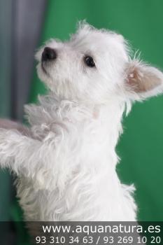 **  VENDIDO** West Highland White Terrier - Hembra - Blanco - 1838613