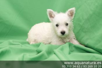 **  VENDIDO** West Highland White Terrier - Macho - Blanco - 1838603