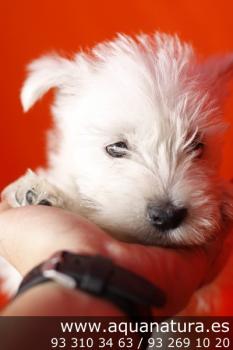 **  VENDIDO** West Highland White Terrier - Hembra - Blanco - 1949041