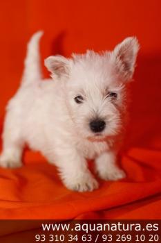 **VENDIDO**  West Highland White Terrier - Macho - Blanco - 1949043