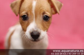 **VENDIDO**  Jack Russell Terrier - Macho - BlancoMarrn - 1943803