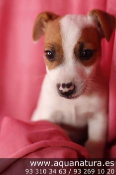 **VENDIDO**  Jack Russell Terrier - Macho - BlancoMarrn - 1943812