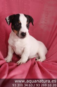 **VENDIDO**  Jack Russell Terrier - Macho - Tricolor - 1943807