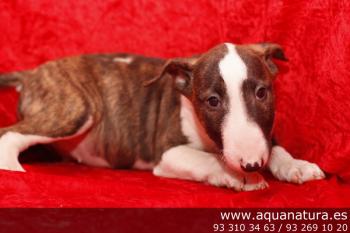 ** VENDIDO**  Bull Terrier Miniatura- Hembra- Atigrado - 1943059