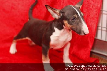 **  VENDIDO**  Bull Terrier Miniatura- Macho - Tricolor - 1943047