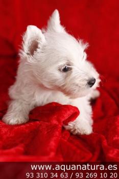 ** VENDIDO**  West Highland White Terrier - Macho - Blanco - 1943003