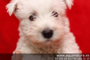 ** VENDIDO**  West Highland White Terrier - Macho - Blanco - 1943934