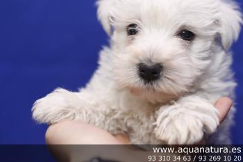 **  VENDIDO** West Highland White Terrier - Macho - Blanco - 1944924