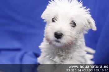 **  VENDIDO** West Highland White Terrier - Hembra - Blanco - 1944921