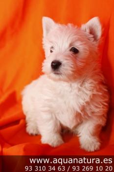 **  VENDIDO**  West Highland White Terrier - Macho - Blanco - 1944390