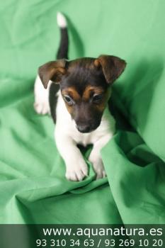 ** VENDIDO** Jack Russell Terrier - Hembra - Tricolor - 1944412