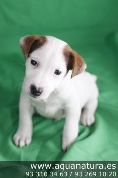 ** VENDIDO** Jack Russell Terrier - Macho - BlancoMarrn - 1944408