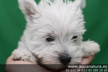 ** VENDIDOS**  West Highland White Terrier - Hembra - Blanco - 0715337