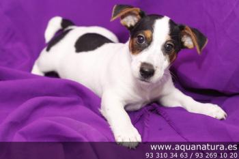 ** VENDIDO** Jack Russell Terrier - Macho - Tricolor - 2330549