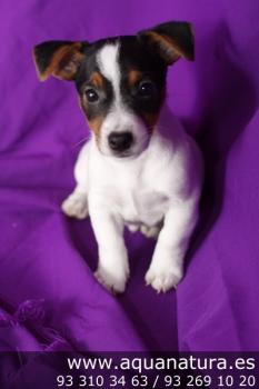 **VENDIDO**  Jack Russell Terrier - Macho - Tricolor - 2330543