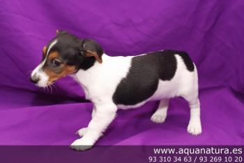 ** VENDIDO**  Jack Russell Terrier - Hembra - Tricolor - 2330542