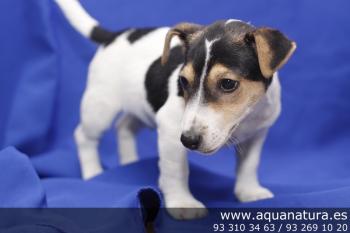 ** VENDIDO**Jack Russell Terrier - Macho - Tricolor - 0723111